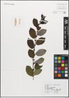 Foto von Salix myrsinifolia Salisb.
